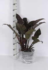 Philodendron Imperial Red 24Ø 80cm