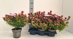Abelia Grandiflora 13Ø 35cm