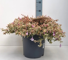 Abelia Grandiflora 24Ø 35cm