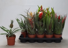 Bromelia Mix 12Ø 30cm