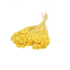 Dried Flowers Broom Bloom 50-55cm