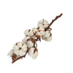 Dried Flowers Cotton 40cm 10ball