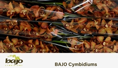 Cymbidium Charly Brown 80cm