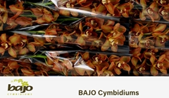 Cymbidium Charly Brown 60cm