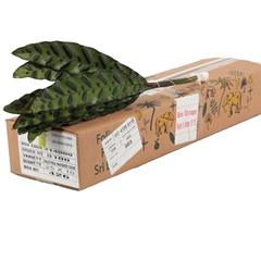 Calathea Insignius 50cm