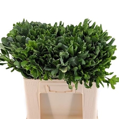 Pittosporum Tobira Ilan 50cm