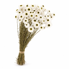 Acroclinium White Per Bunch 60cm 95gr.