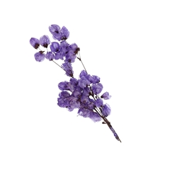 Dried Flowers Bougainvillea 45-55cm