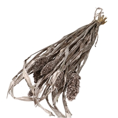 Dried Flowers Sorghum 70cm