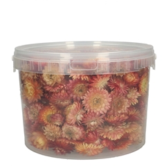 Dried Flowers Helichryseum Head 100g