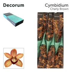 Cymbidium Charly Brown 60cm