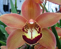 Cymbidium Charly Brown 50cm