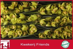 Cymbidium Bonny 80cm
