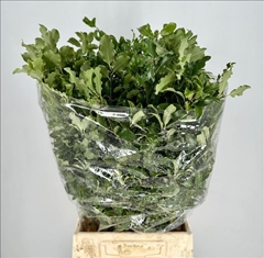 Pittosporum Tenuifoglia 50cm