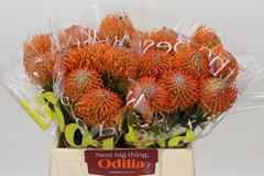 Leucospermum Ayoba Orange 40cm