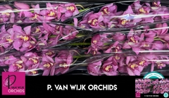 Cymbidium Cynthia 80cm