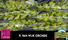 Cymbidium Bonny 80cm