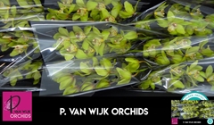 Cymbidium Bonny 60cm