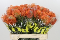 Leucospermum Ayoba Mandarin Zest 60cm