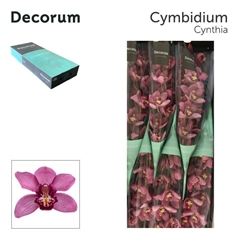 Cymbidium Cynthia 80cm