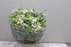 Pittosporum Per Bunch 45cm 130gr.
