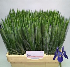 Iris Blue Magic 56cm 27gr.