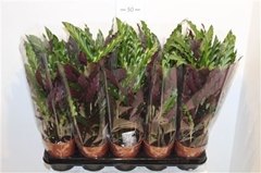Calathea Elgergrass 12Ø 40cm