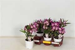 Dendrobium Nobile Cultivars 12Ø 30cm 1st
