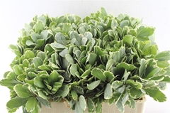 Pittosporum Tobira Ilan 50cm