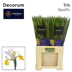 Iris Apollo 60cm 40gr.