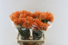 Leucospermum Ayoba Mandarin Zest 60cm