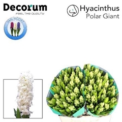 Hyacinthus Polar Giant 30cm 30-buds