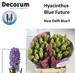 Hyacinthus Orientalis Blue Future 30cm