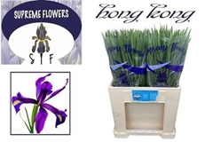 Iris Hong Kong 54cm 40gr.