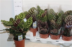 Calathea Makoyana 14Ø 45cm