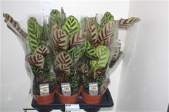 Calathea Makoyana 17Ø 55cm