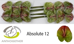 Anthurium Absolute 13cm Hd