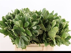 Pittosporum Tobira Ilan 40cm