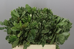 Pittosporum Tobira Ilan 50cm