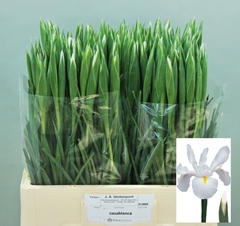 Iris Casablanca 60cm