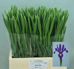 Iris Hong Kong 60cm