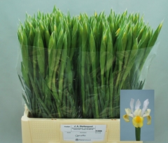 Iris Apollo 60cm