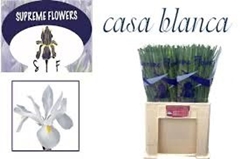 Iris Casablanca 64cm