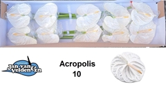 Anthurium Acropolis 15cm Hd
