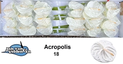 Anthurium Acropolis 13cm Hd