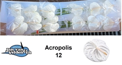 Anthurium Acropolis 13cm Hd