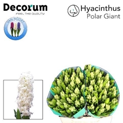 Hyacinthus Polar Giant 30cm 28-buds