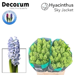 Hyacinthus Sky Jacket 30cm 32-buds