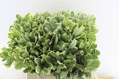 Pittosporum Tobira Ilan 40cm