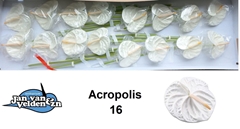 Anthurium Acropolis 11cm Hd